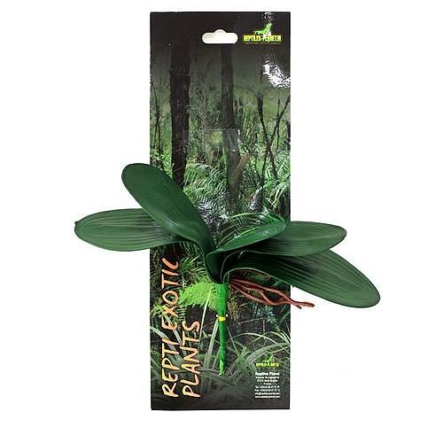 РАСТЕНИЕ PHALAENOPSIS AMABILIS
